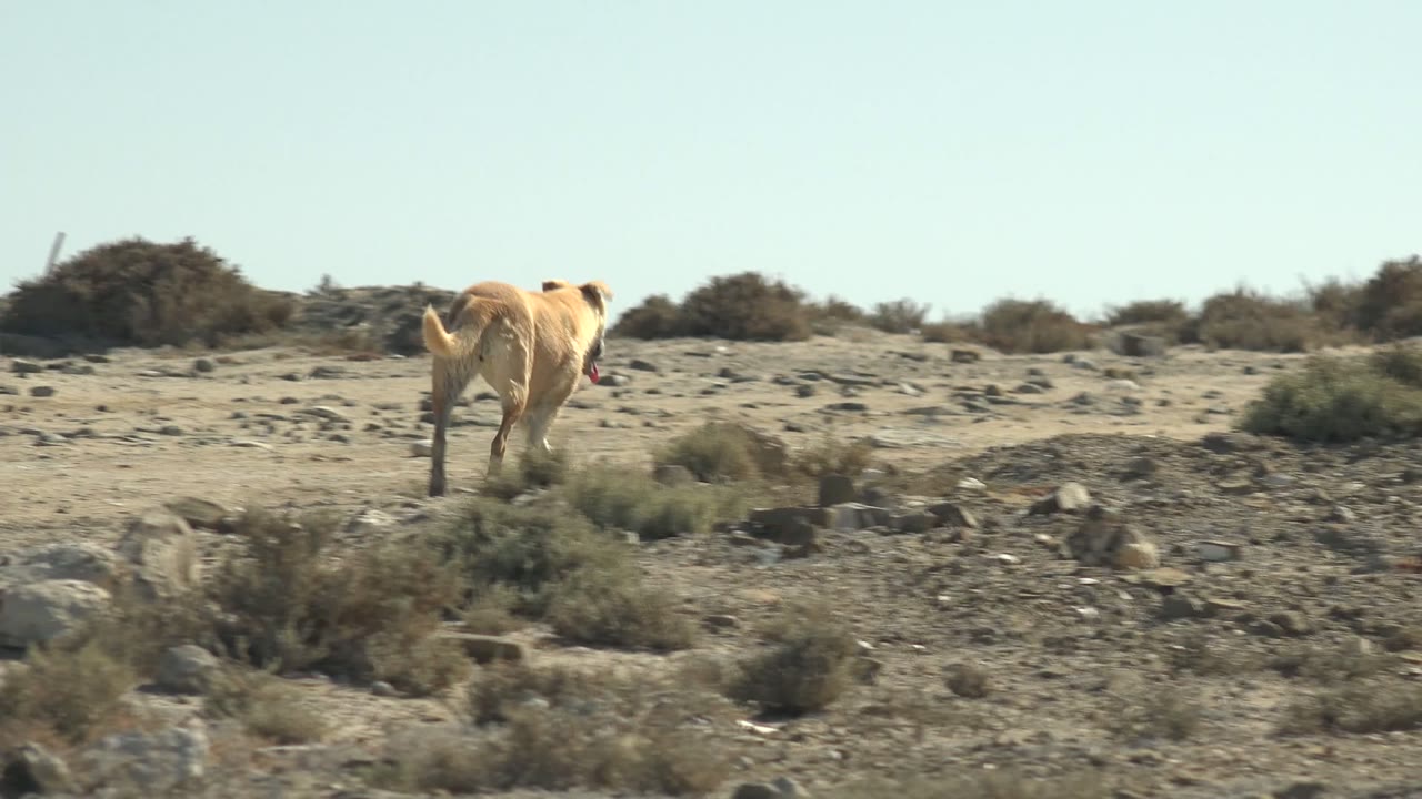 Dog moving farther across sandy ground with scrub behind it.