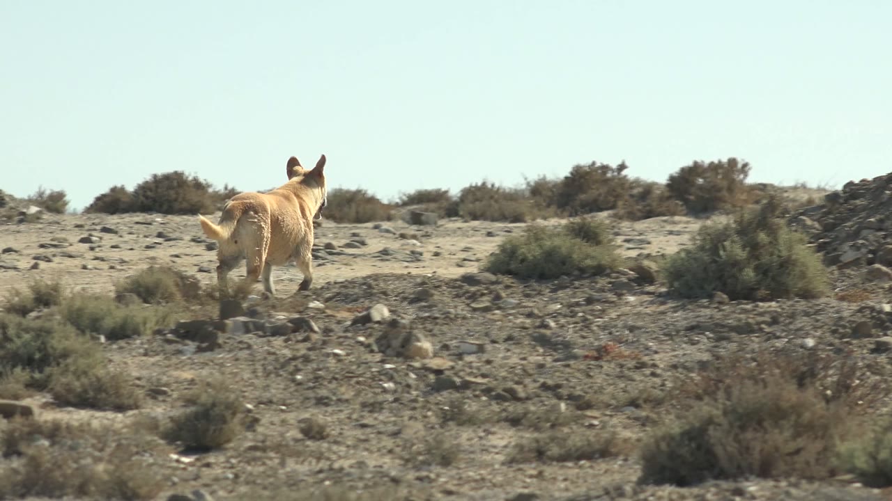 A light brown dog moves away toward low scrub and rocky ground in La Bocana, with the open sky above and no visible people.