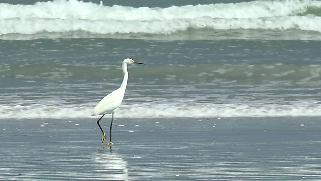 A white egret or heron stands near the left side of wet reflective sand at La Bocana, Baja California Sur, with foamy waves behind it and no visible people.