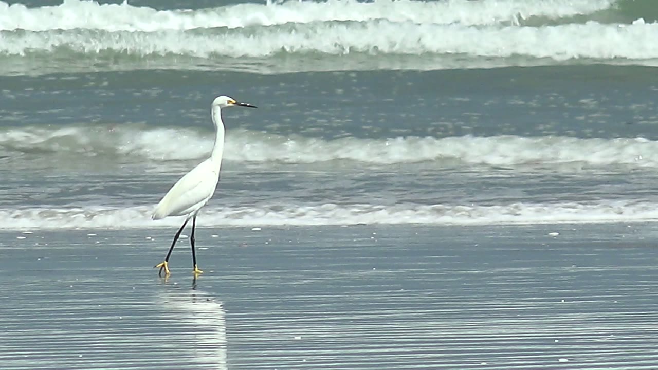 White shorebird centered on reflective beach sand