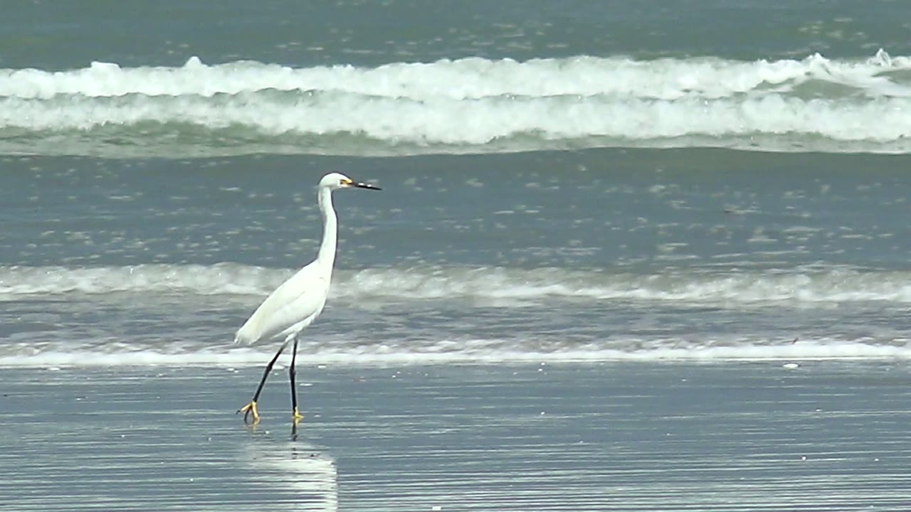 A white egret or heron stands on the right side of the La Bocana beach scene, with its legs reflected in shallow wet sand and soft surf lines behind it, with no visible people.