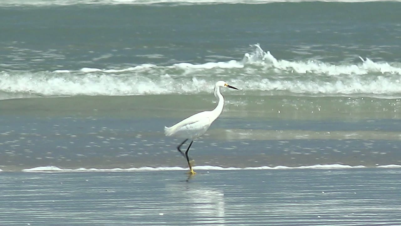A white heron steps across reflective wet sand at La Bocana, Baja California Sur, with low ocean foam behind it and no visible people.