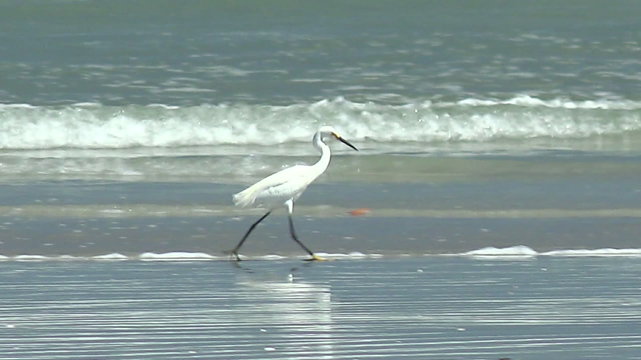 White heron mid-step on reflective beach with waves in the background.