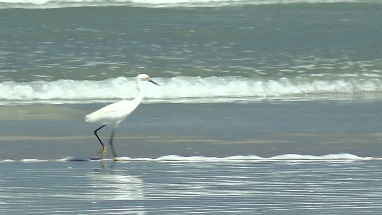 The heron continues along the wet shoreline at La Bocana, with one yellow foot near a thin foam strip and muted green-blue surf in the background, no visible people.
