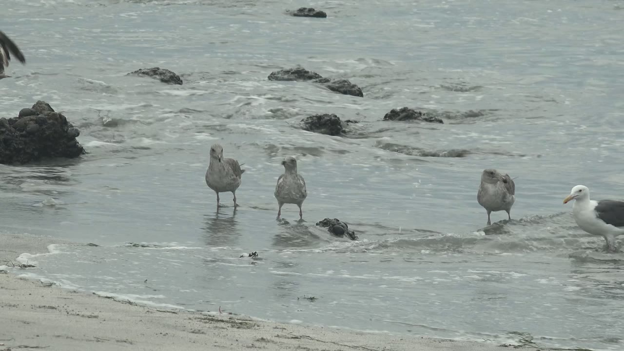 Seagulls stand in shallow coastal water at Punta Abreojos, Baja California Sur, with dark rocks behind them, wet sand below, and no visible people.