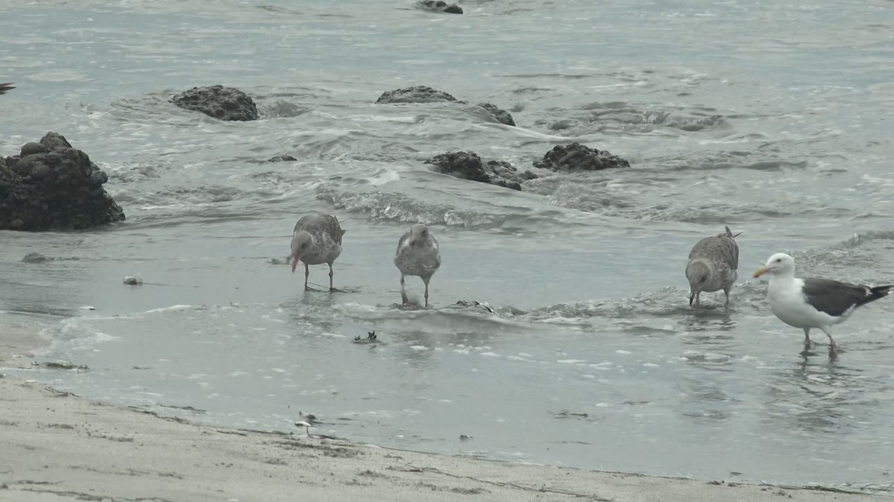 White and gray seagulls wading on wet sand with surf behind