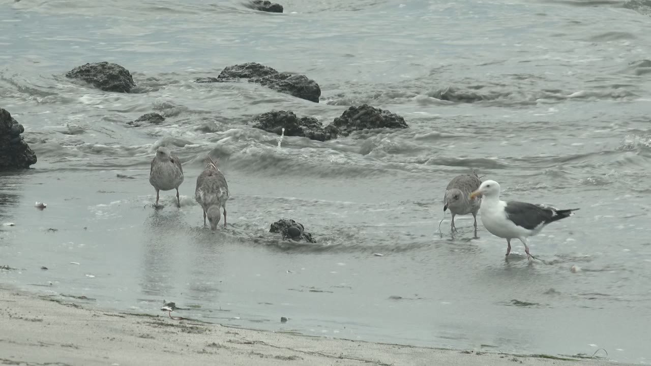 Several seagulls remain in the shallow shoreline water at Punta Abreojos as a small wave breaks behind dark rocks, with no visible people.
