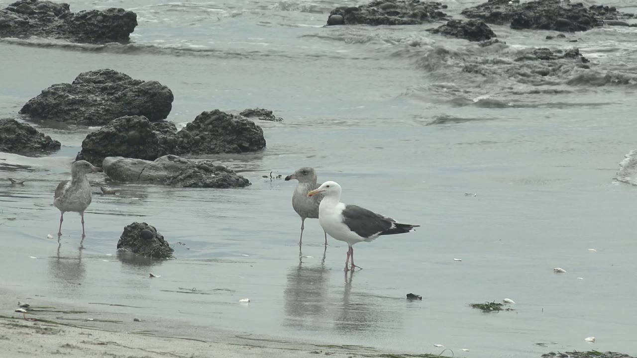 Three seagulls stand in shallow reflective water near dark rocks at Punta Abreojos, Baja California Sur, with no visible people.