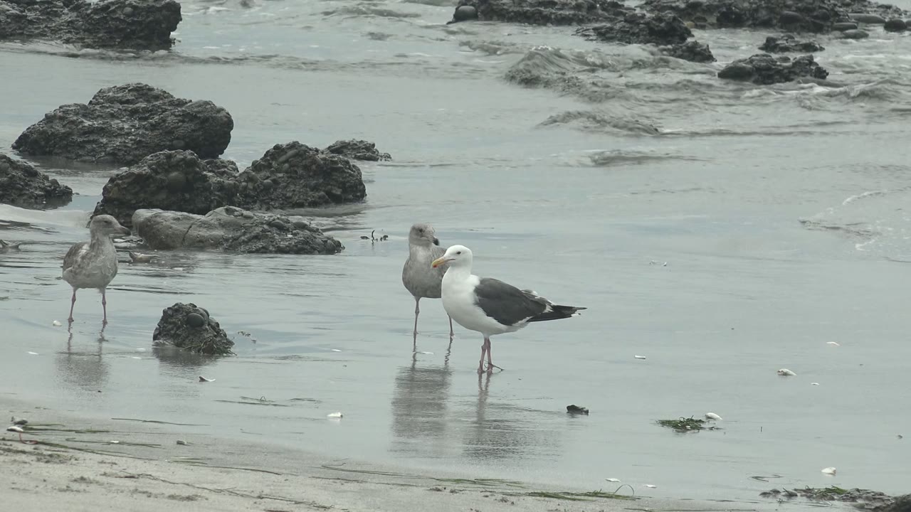 Seagulls wading on wet sand with rock pools and low surf behind them.
