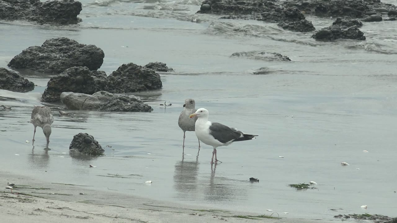 Three gulls stand apart on the reflective shoreline at Punta Abreojos, with dark rocks behind them and no visible people.