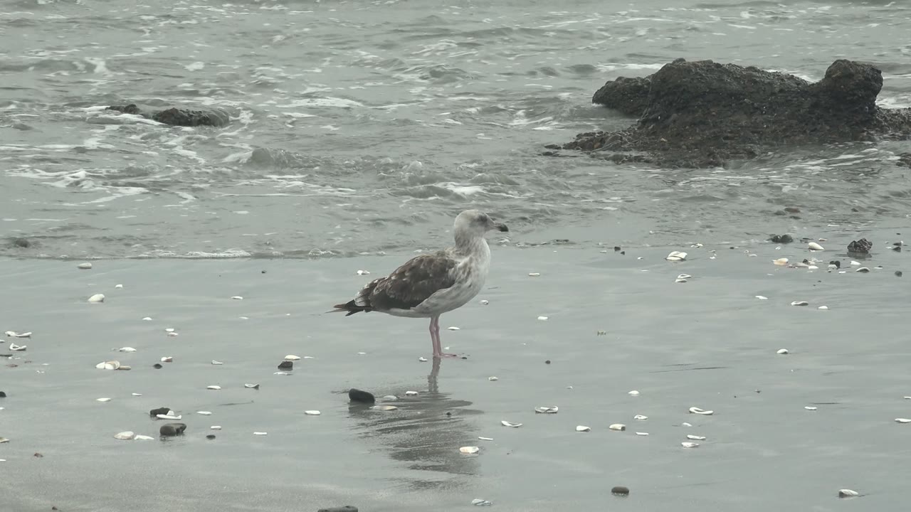 A seagull stands on reflective wet sand at Punta Abreojos, Baja California Sur, with shells scattered around, dark rocks in shallow surf behind it, and no visible people.