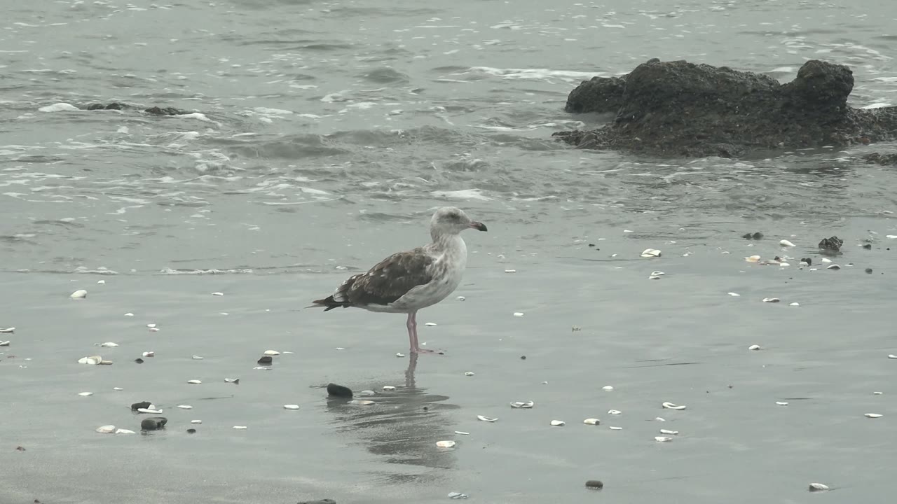 The seagull remains upright on wet Punta Abreojos sand as thin water lines ripple behind the rocks, with scattered shells in the foreground and no visible people.