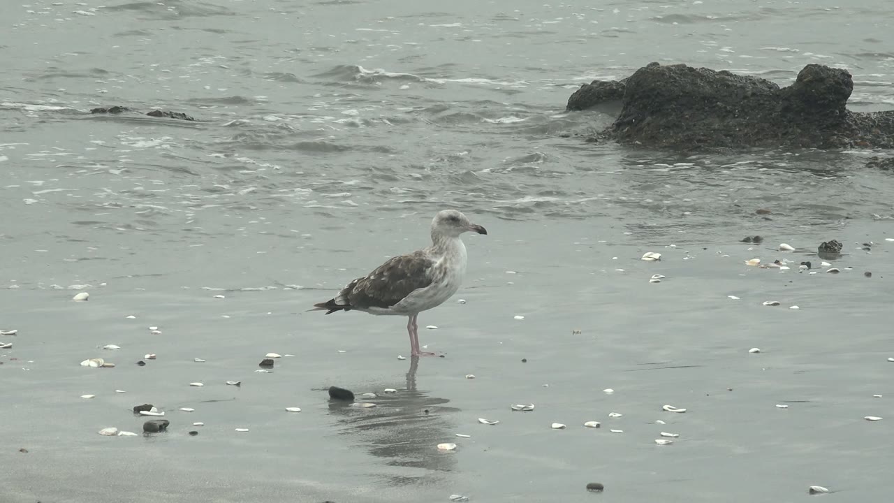 A gray and white seagull stands on one leg near small shells on the beach at Punta Abreojos, with darker rocks and soft gray surf in the background and no visible people.