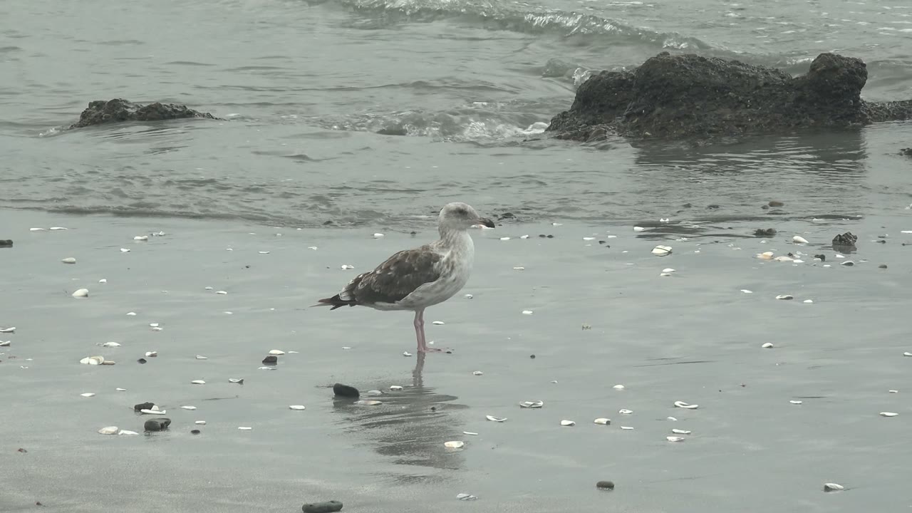 A seagull stands on reflective wet sand at Punta Abreojos with shells scattered around it, dark rocks in the surf behind, and no visible people.