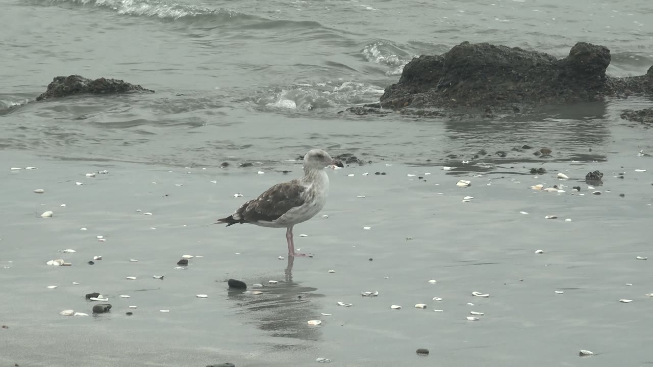 Seagull on one leg on reflective beach sand with small waves behind.