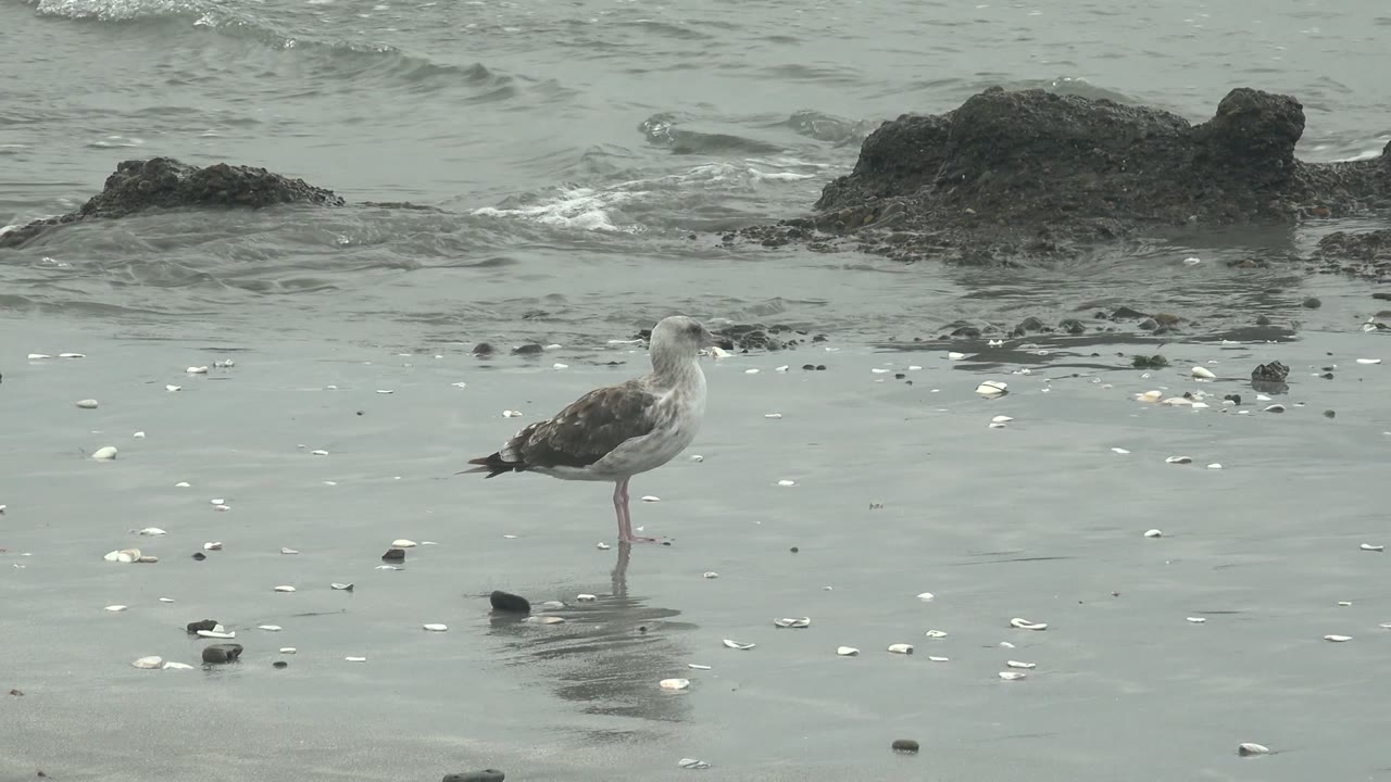 A still seagull stands in the lower part of the Punta Abreojos frame, surrounded by scattered shells on gray wet sand and backed by low water around rocks, with no visible people.