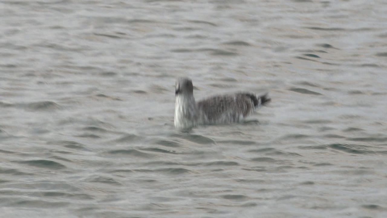 A seabird sits low on gray rippled water in Bahia De Los Angeles, slightly blurred as it moves, with no visible people.