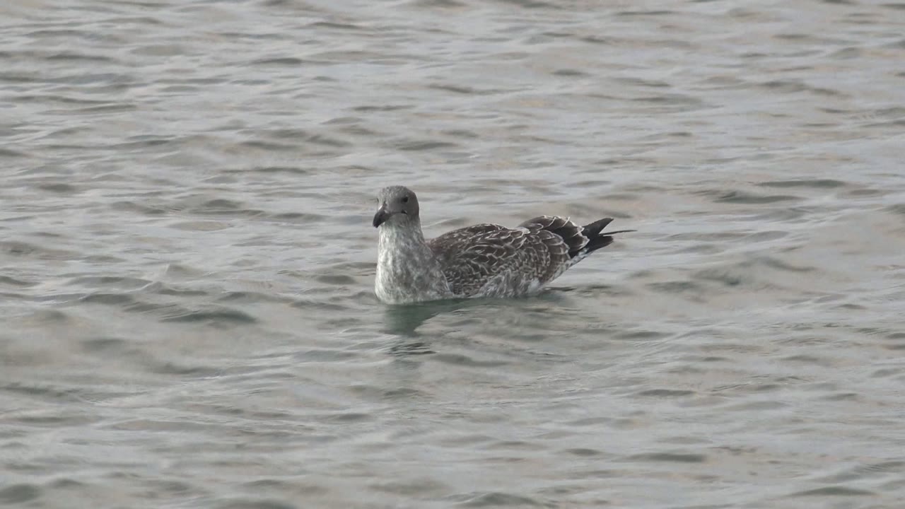 Seabird floating in profile on calm water