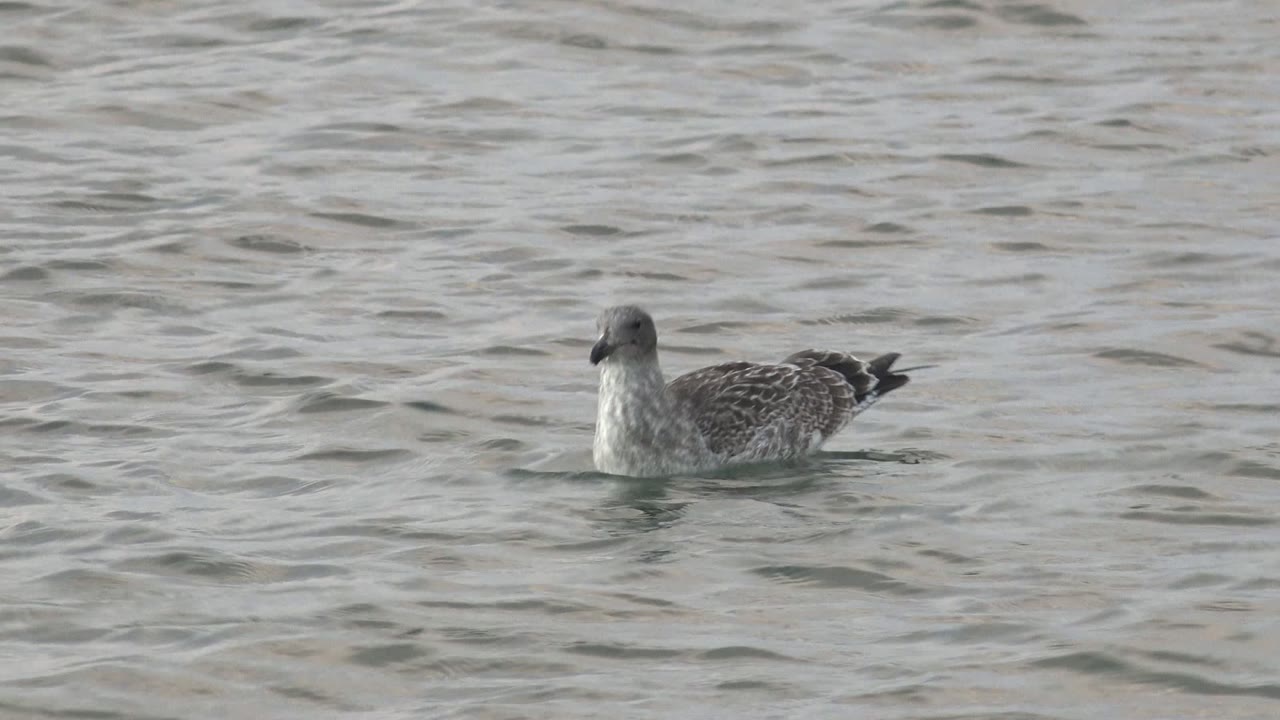 A seabird faces left while floating on gray-green rippled water in Bahia De Los Angeles, with no visible people.