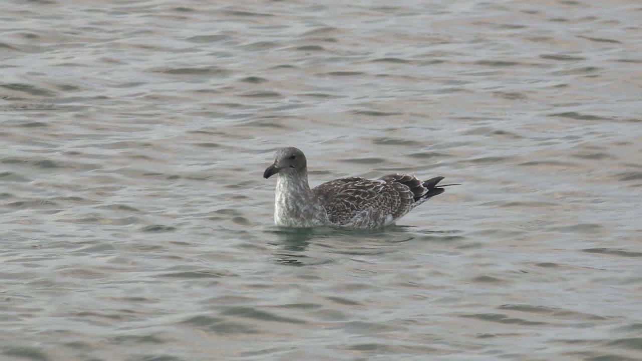 A gray, white, and black seabird floats left-facing on rippled water in Bahia De Los Angeles, Baja California Sur, Mexico, with no visible people.