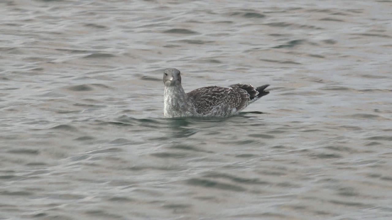 Seabird floating with head turned toward camera.