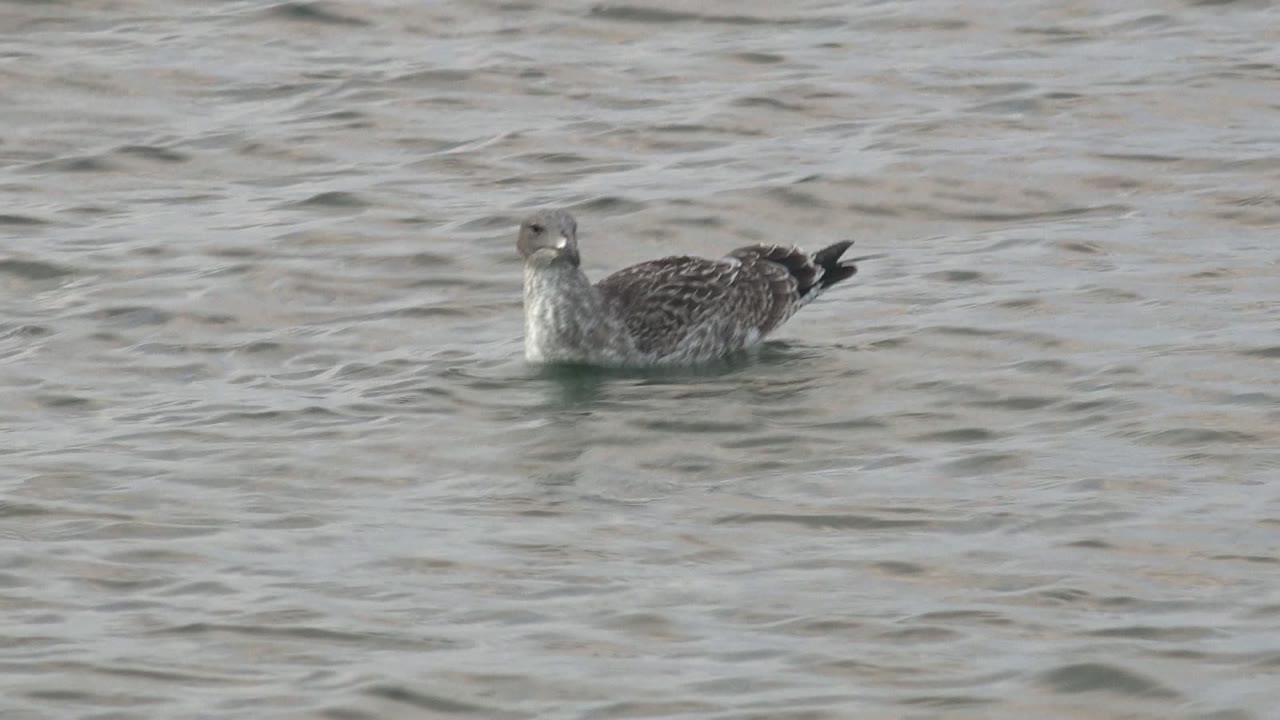 A mottled seabird floats near the upper right of the frame on rippled water in Bahia De Los Angeles, Mexico, with no visible people.