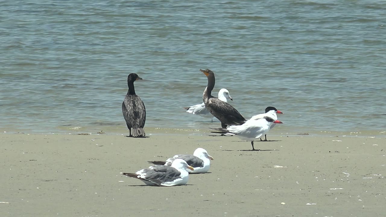 Cormorants and gulls gather on a sandy beach at Guerrero Negro, Baja California Sur, Mexico, with resting gulls in the foreground, rippled water behind, and no visible people.