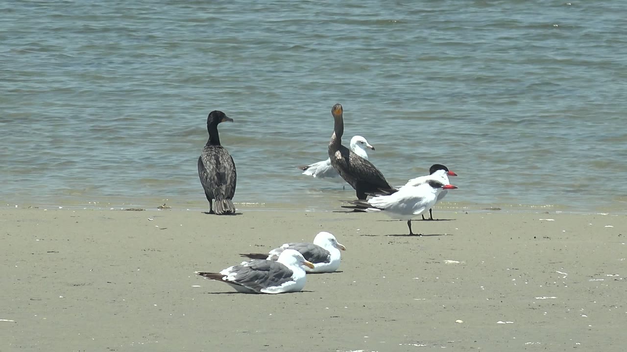 Seabirds standing and resting on sand with water in the background.