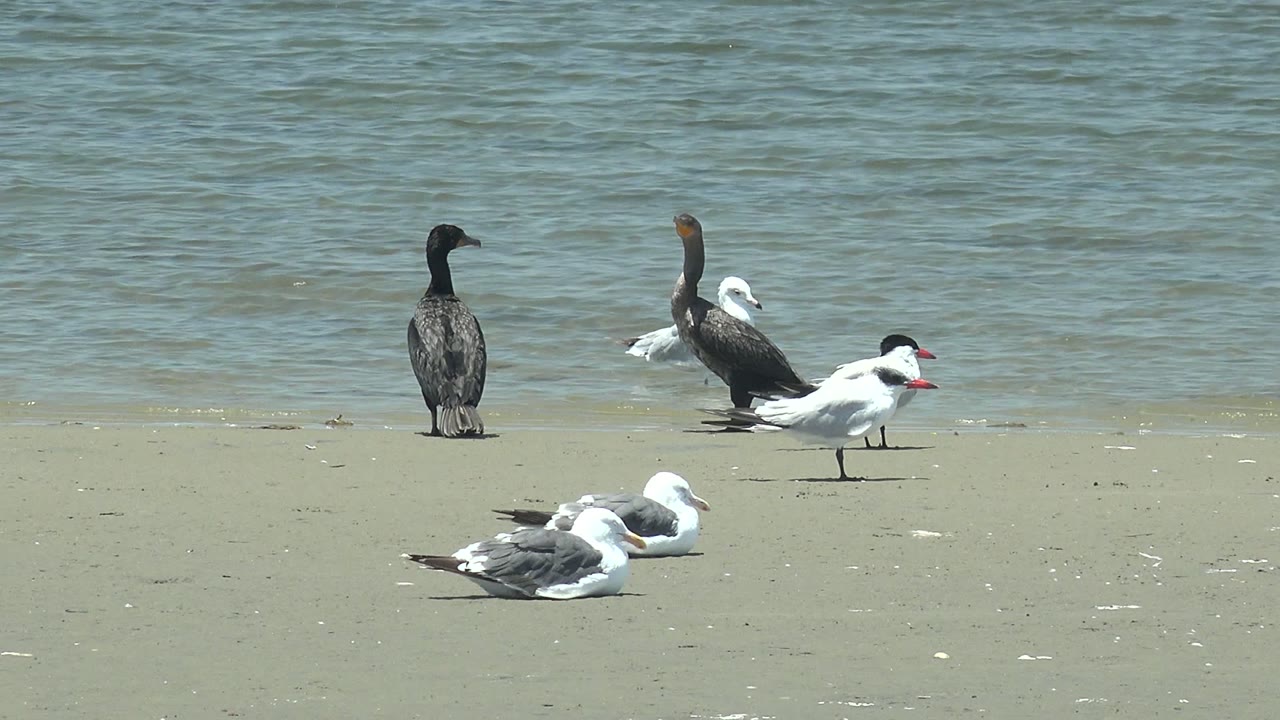 Two cormorants and several gulls remain spread across the sand at Guerrero Negro, with gentle water texture behind them and no visible people.