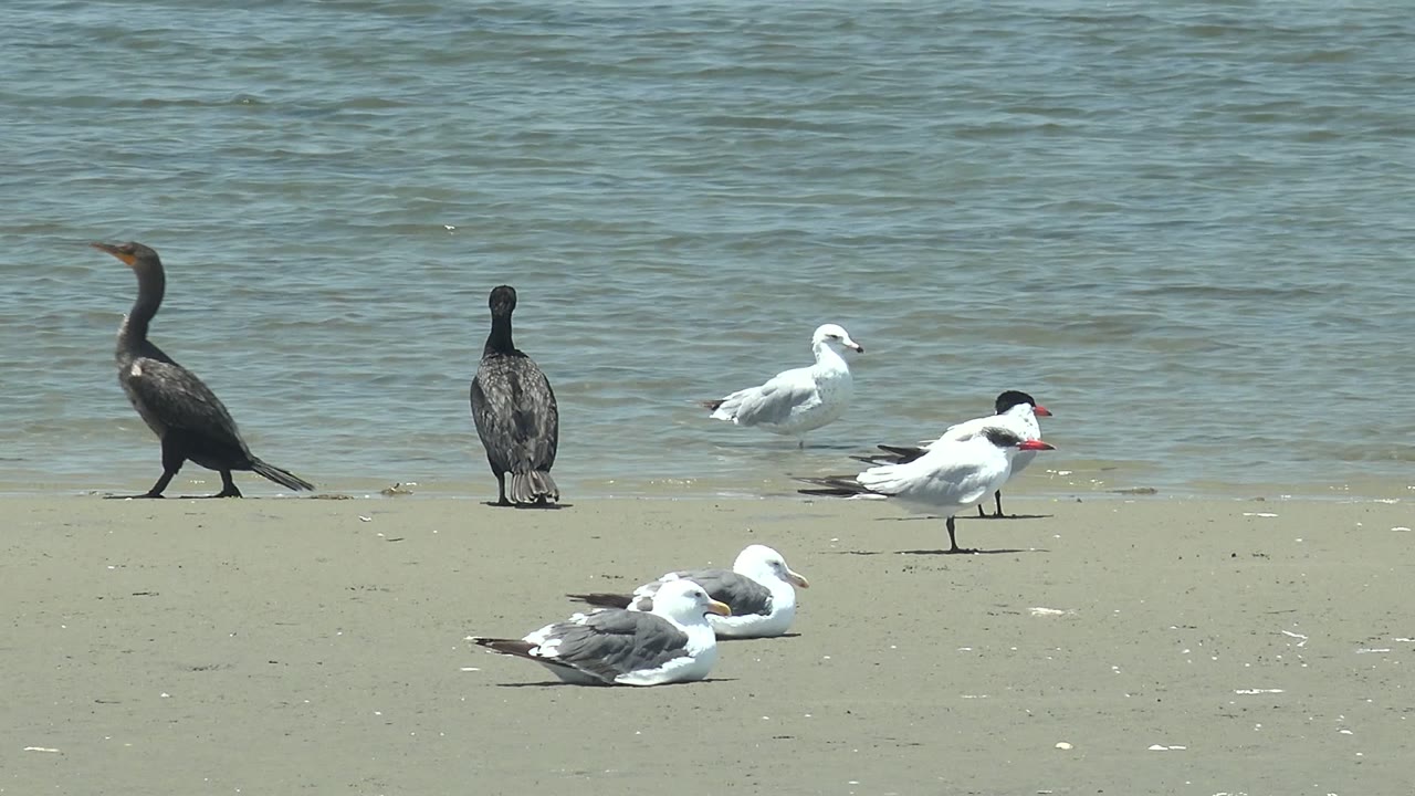At 0:00 in Guerrero Negro, Baja California Sur, a dark cormorant walks near the left edge while white and gray seabirds rest and stand on sand beside calm water, with no visible people.