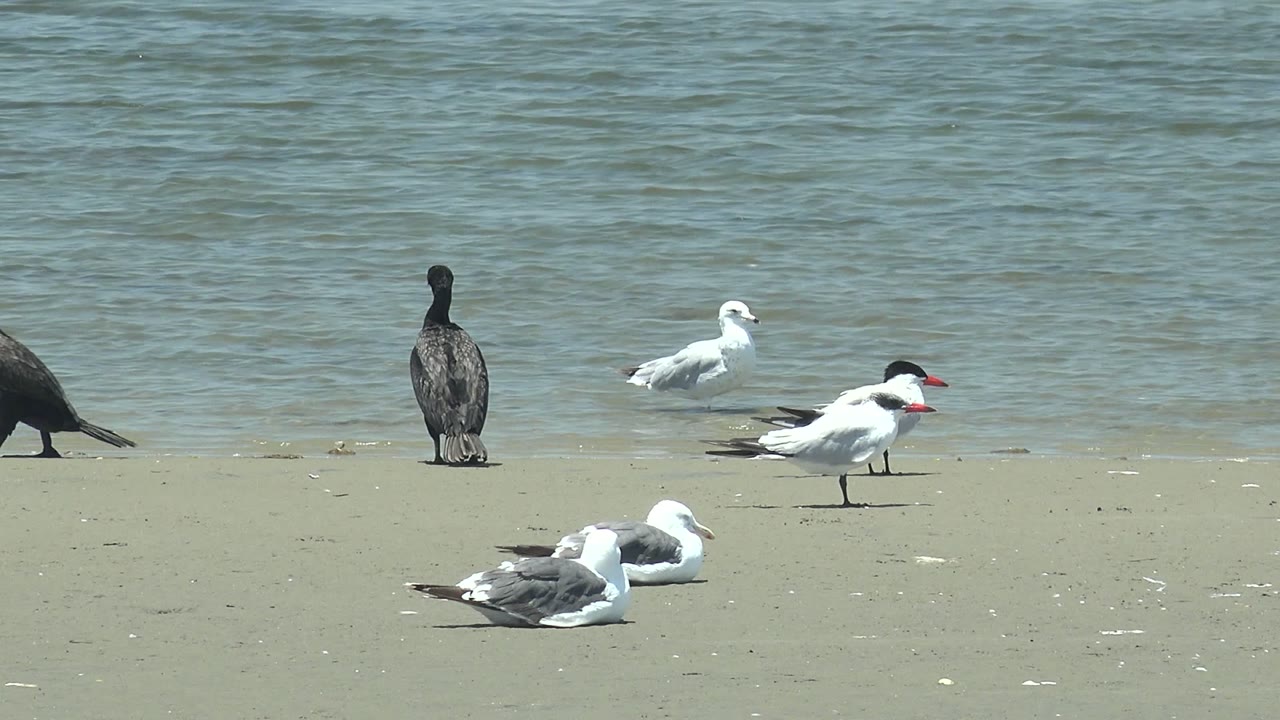 Dark bird moving left as seabirds stay on the sand.