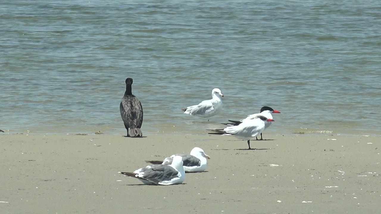 At 0:02 in Guerrero Negro, Baja California Sur, the cormorant appears centered and upright behind resting gray-white seabirds, with two white birds standing closer to the waterline and no visible people.