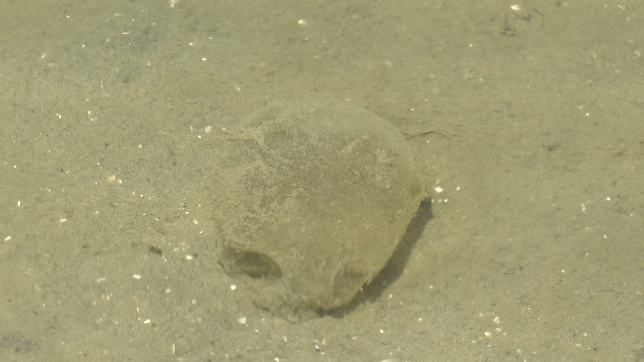 At 0:00 in Guerrero Negro, Baja California Sur, a small rounded crab-like animal rests partly buried in pale underwater sand with no visible people.