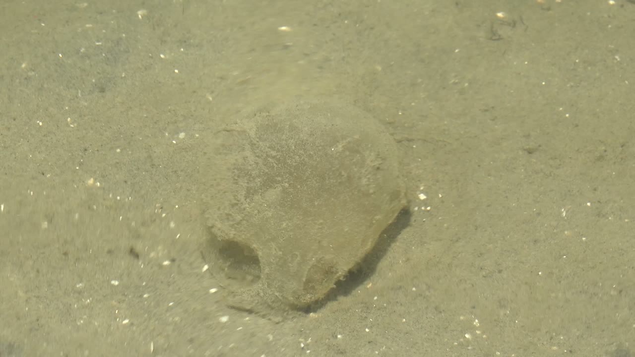Crab-like animal on pale underwater sand with faint shadow