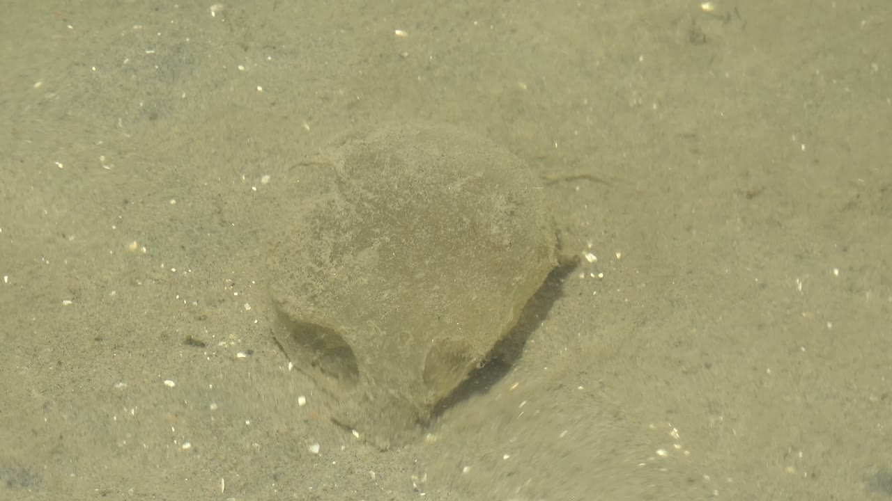 At 0:02 in Guerrero Negro, Baja California Sur, the animal appears slightly more buried in the sand, with bright specks across the shallow seabed and no visible people.