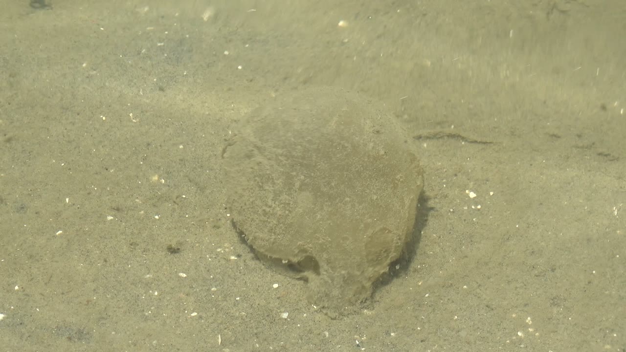 A camouflaged flatfish rests near the lower center of a sandy seabed in Guerrero Negro, Baja California Sur, with shell flecks in the water and no visible people.
