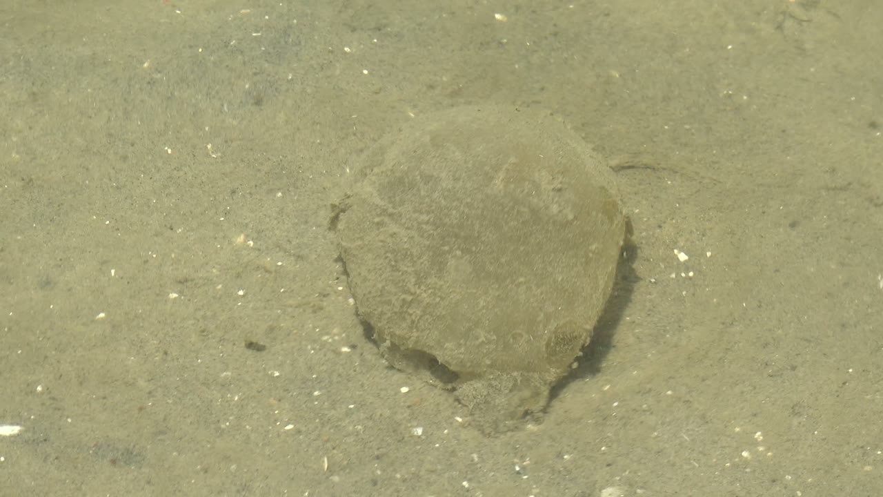Flatfish centered on sand underwater