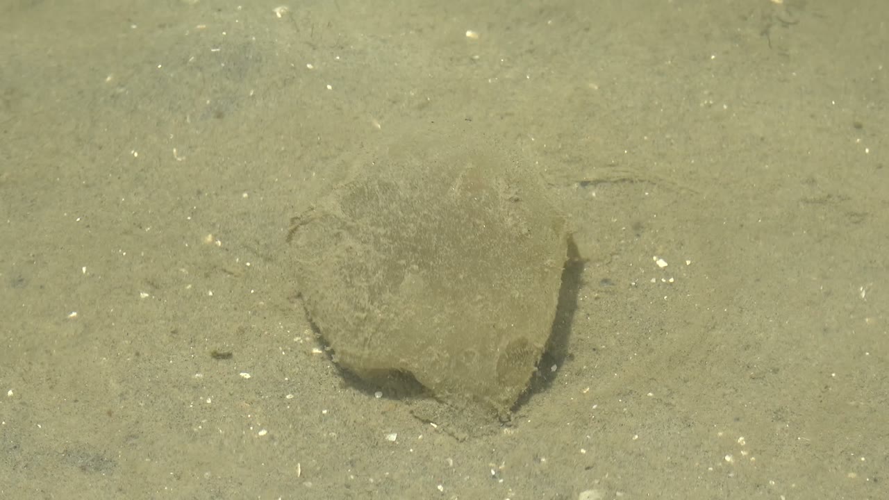 A nearly still flatfish blends with the speckled sandy bottom in Guerrero Negro, Baja California Sur, with a darker shadow along one edge and no visible people.