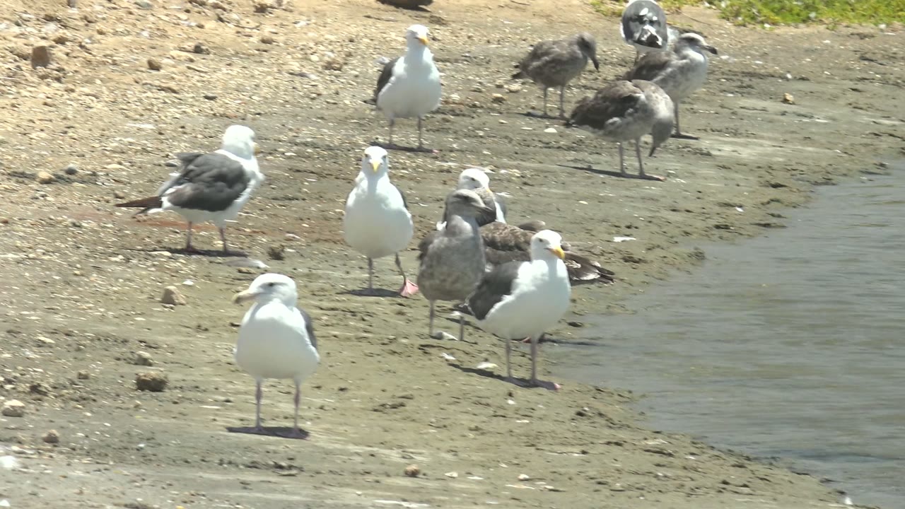 Several white and gray seagulls stand on wet sand beside shallow water in Guerrero Negro, Baja California Sur, Mexico, with pebbles and no visible people.
