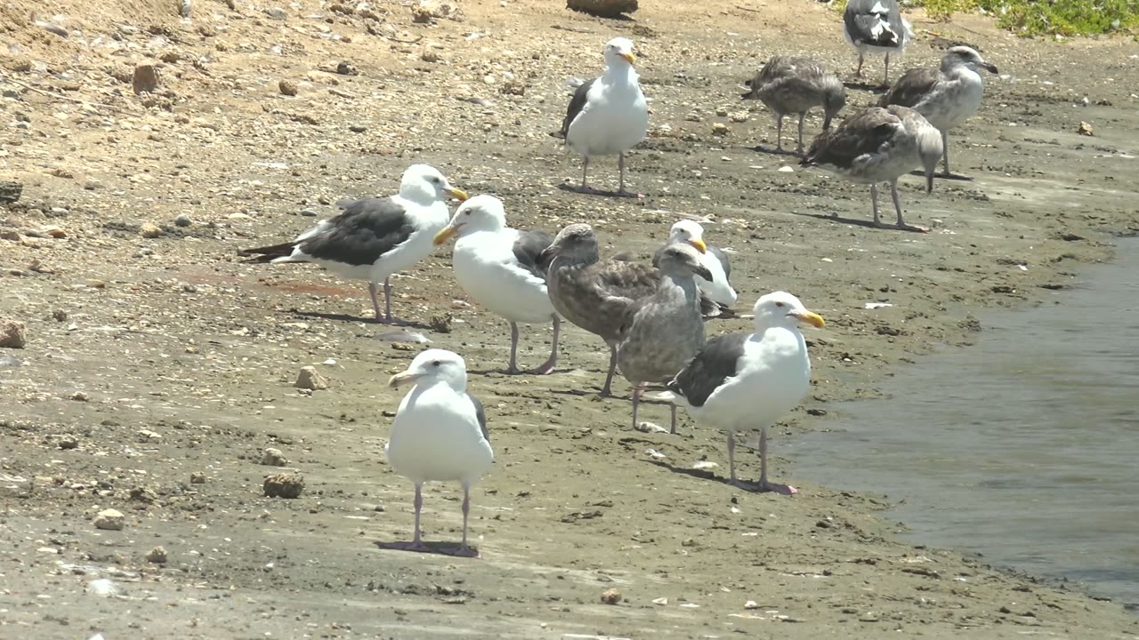Group of seagulls clustered near a water edge.