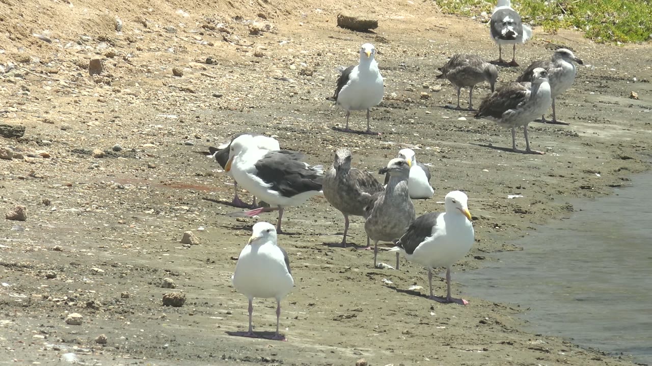Seagulls shift positions on the sandy shoreline in Guerrero Negro, Baja California Sur, Mexico, with gray juveniles near white adults and no visible people.