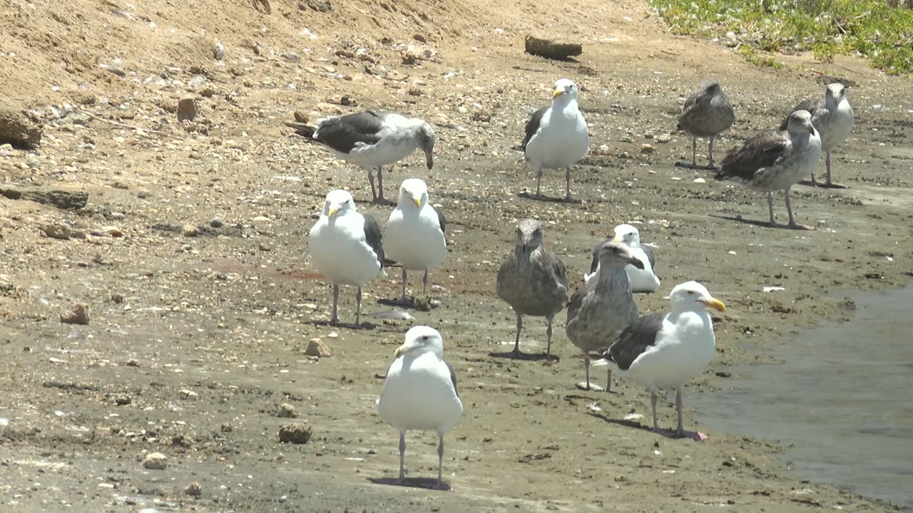 Several white, gray, and black seagulls stand on the sandy and muddy shore in Guerrero Negro, Baja California Sur, with shallow water at right and no visible people.