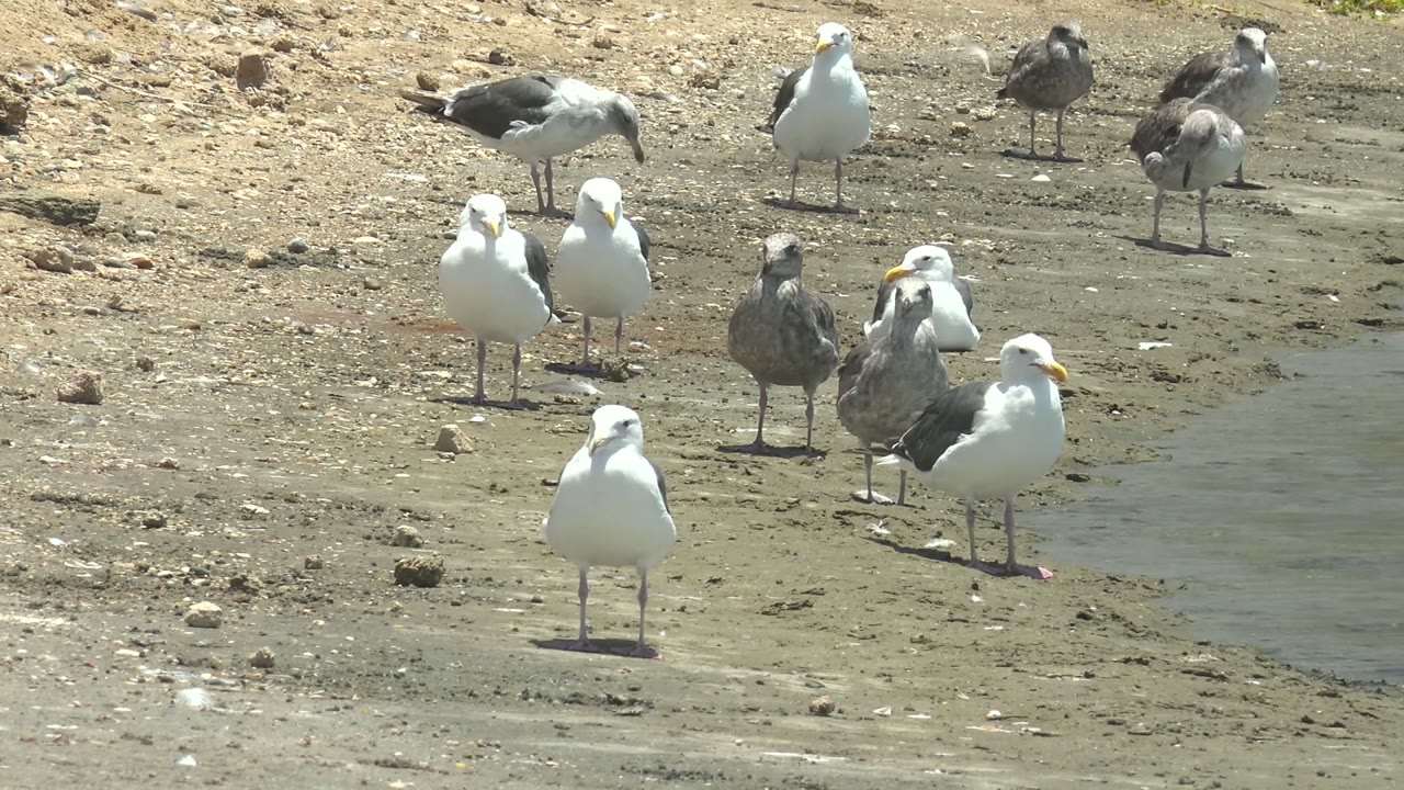 Group of seagulls on muddy shore with one white gull near the front.