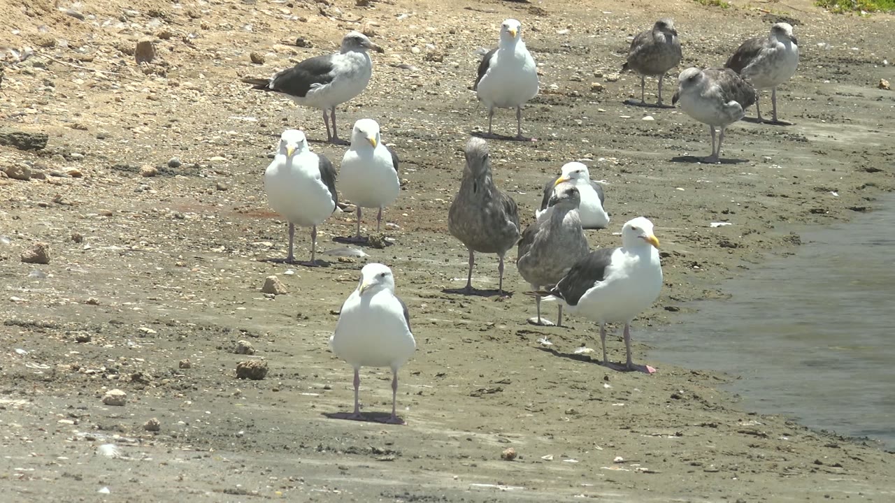 Seagulls remain clustered near a shallow water edge on the sandy and muddy shore in Guerrero Negro, with gray juvenile-looking birds among white adults and no visible people.