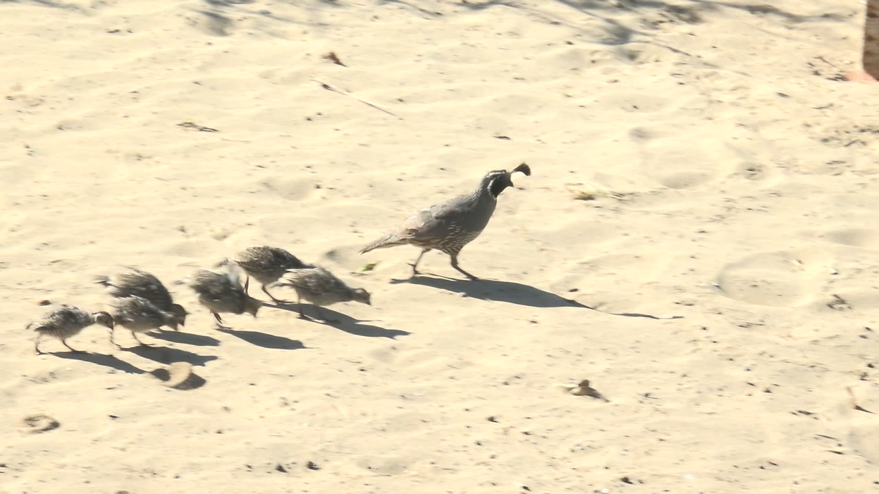 Adult quail walks ahead of several chicks on bright sandy ground in San Carlos, Baja California Sur, Mexico, with long shadows and no visible people.
