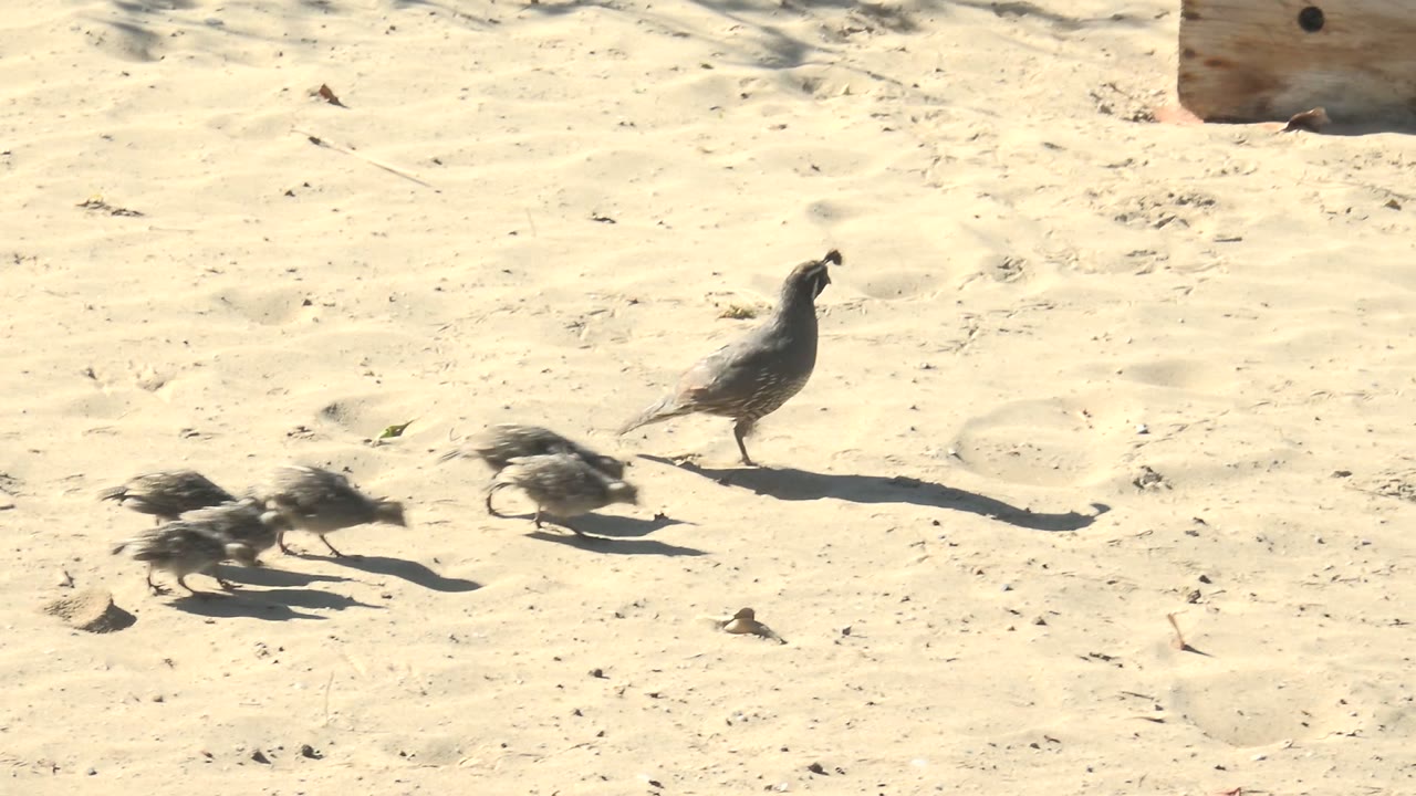 The adult quail continues across open sand while the chicks trail behind in a small cluster, with their shadows stretching to one side and no visible people.