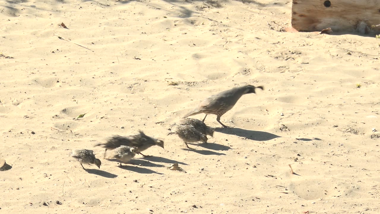 A quail family moves across pale sandy ground below a low wood edge, with the adult at the right and several chicks grouped behind, no visible people.