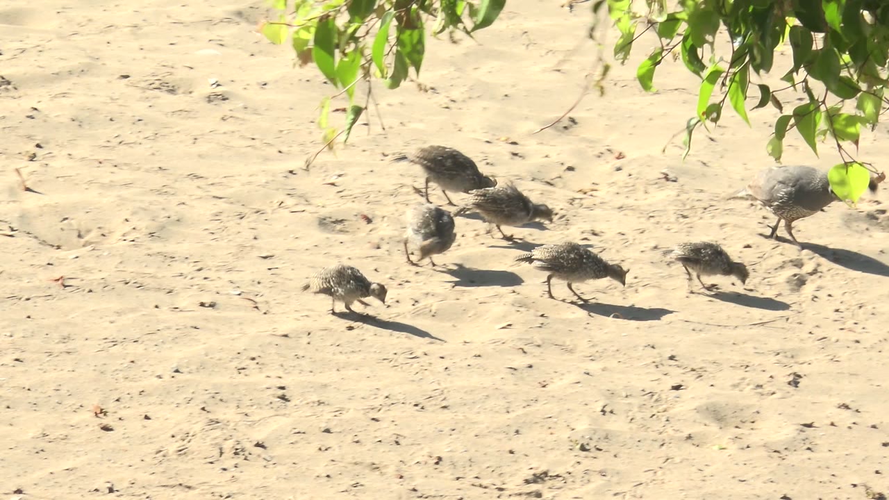 Several small birds walk across pale sandy ground in San Carlos, Baja California Sur, with green leaves hanging across the top of the frame and no visible people.