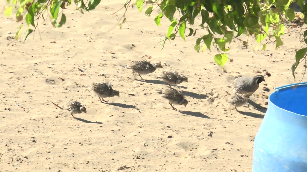 Small birds crossing sand with a blue barrel at the right edge.