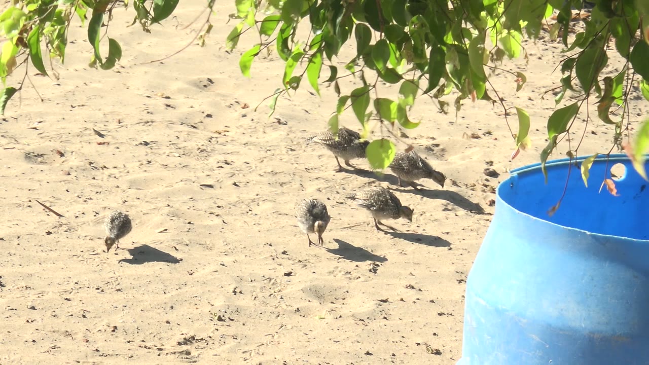 A reduced group of small birds moves across sandy ground in San Carlos, Baja California Sur, with the blue barrel occupying more of the right edge and no visible people.